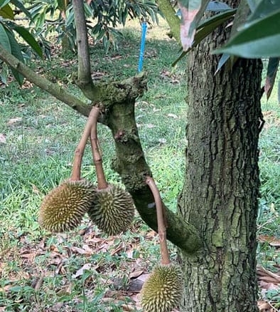 A 4,800 sqm durian orchard on the outskirts of Rayong