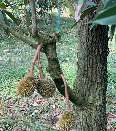 A 4,800 sqm durian orchard on the outskirts of Rayong