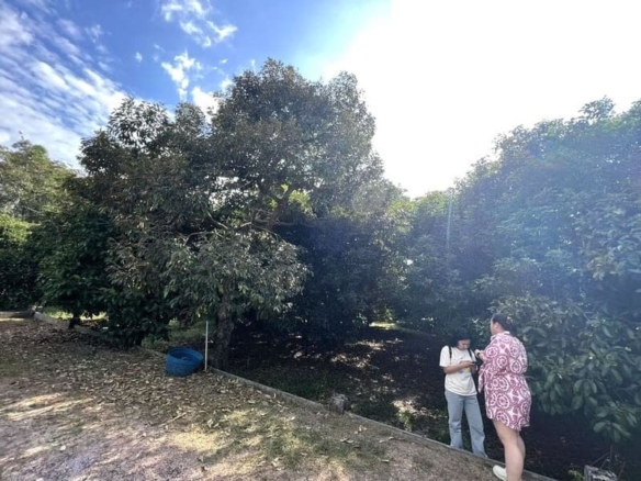 罗勇府1,440平米土地