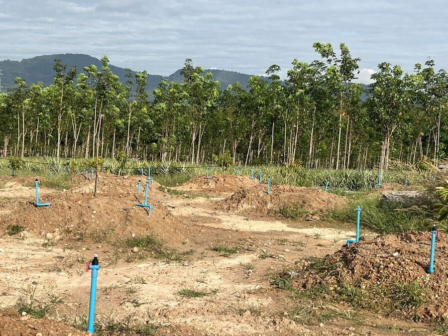 16,000 sqm of land in Rayong Province, planted with durian trees and redwood forests